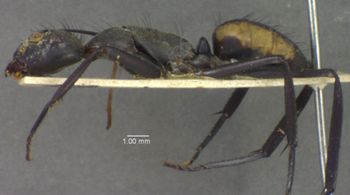 Media type: image; Entomology 21633   Aspect: habitus lateral view